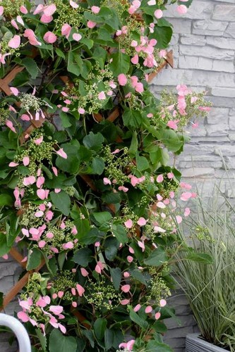 Hydrangea petiolaris pink - hydrangea,