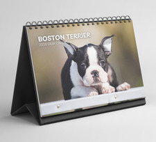 Boston Terrier Desk Calendar 2026-2027: Standing Flip Desktop Calendar