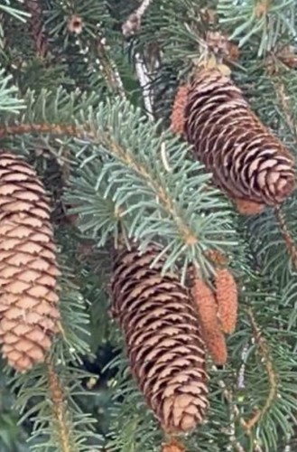 Large norway spruce - large,