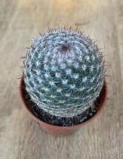 Mammillaria Microthele Supertexta | Cactus Rare | 6cm Pot | Rooted
