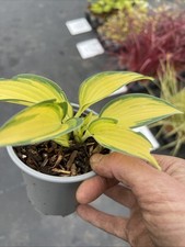 Hosta Remember Me 9cm Pot