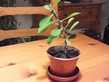 Euphorbia Milii - 'Crown of