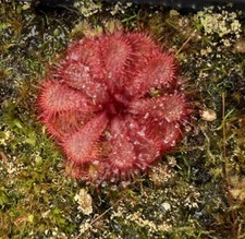 Drosera slackii -  Sundew -