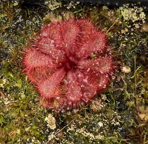 Drosera slackii sundew - drosera,
