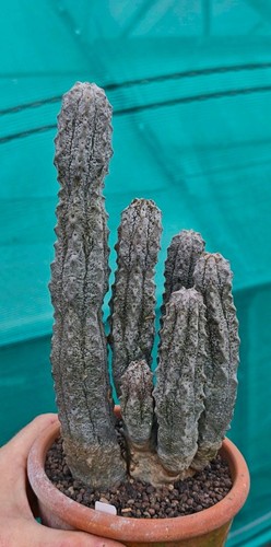Euphorbia abdelkuri - euphorbia, (large)