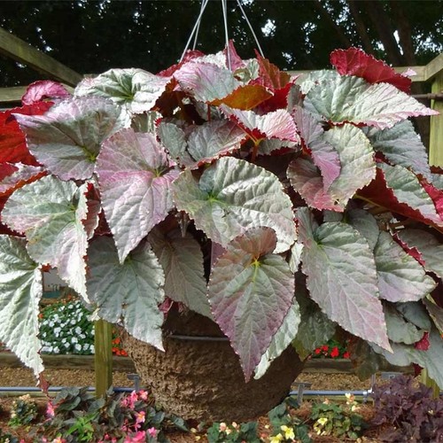 Begonia silver treasure - begonia,