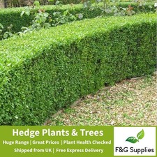 Box Buxus bare root hedging
