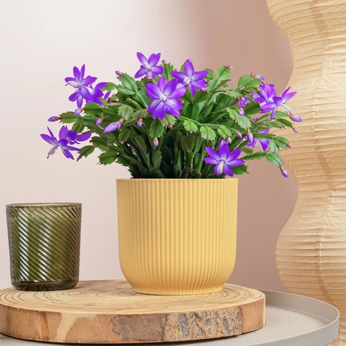Christmas cactus - christmas,