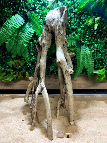Talawa wood aquascaping - talawa,