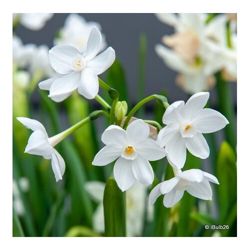 Tazette narcissi paperwhite - narcissi, 'paperwhite'