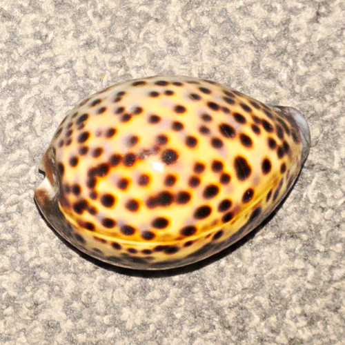 Spotted natural cowrie shell - natural,