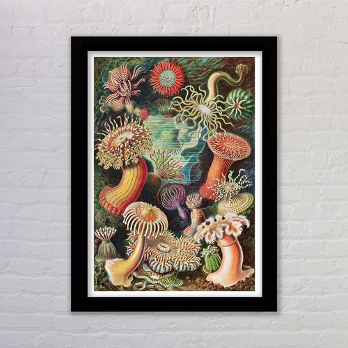 Framed anemones ernst - by,