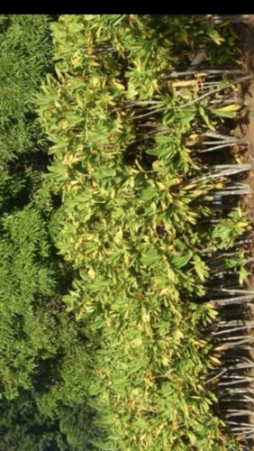 Cuttings cordyline - 11”,