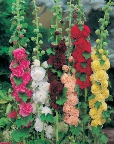 Hollyhock alcea chater double - hollyhock, 'chater
