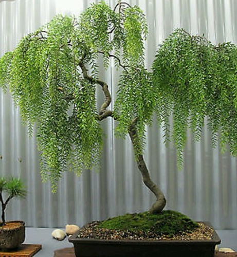 Weeping tea tree rare - tea,