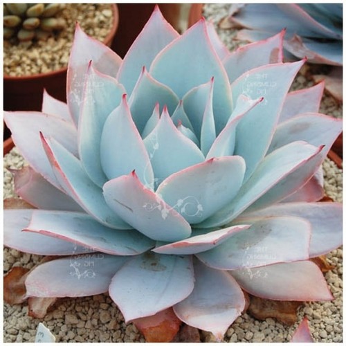 Echeveria cante seeds - echeveria, 10