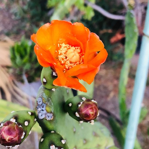 Prickly pear opuntia - prickly, canterae