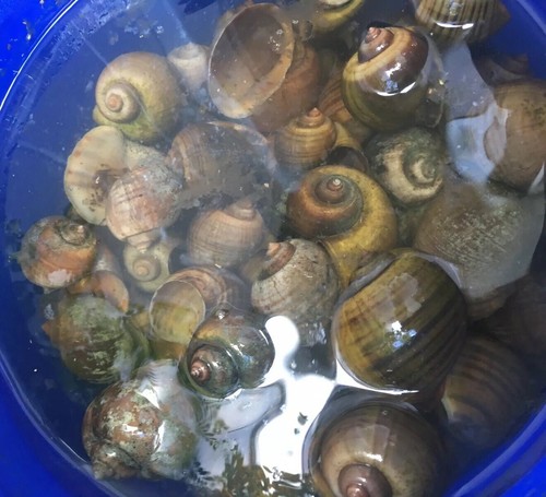 Raw florida apple - florida, snail