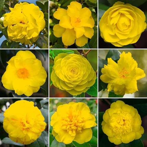 Vibrant yellow camellia shrub - camellia,