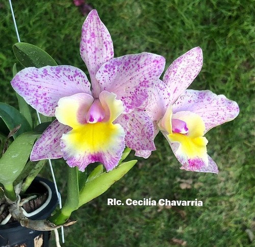 Rare cattleya rlc - cattleya, rlc.