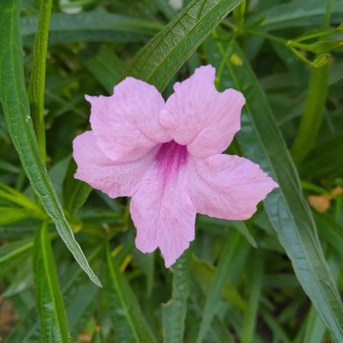 100 seeds tall pink - of,