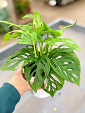 4" Monstera adansonii Plant