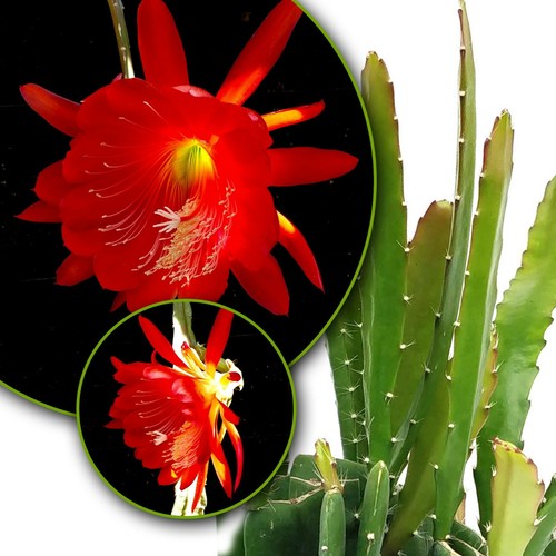 Epiphyllum red tip - 3x,