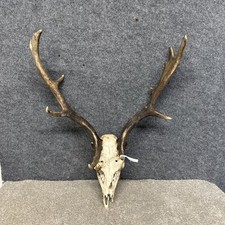 Fallow Buck Deer Skull