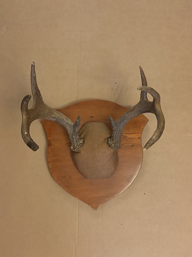 Vintage whitetail deer antler - vintage,