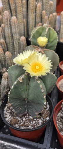 Astrophytum myriostigma - ,