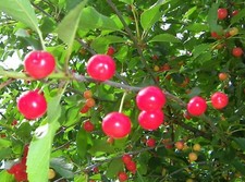 British Columbia Early Richmond Cherry Tree Seeds