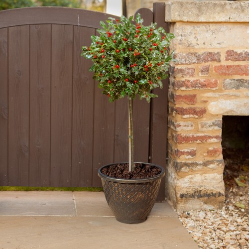 Holly tree ilex - ilex, maid'