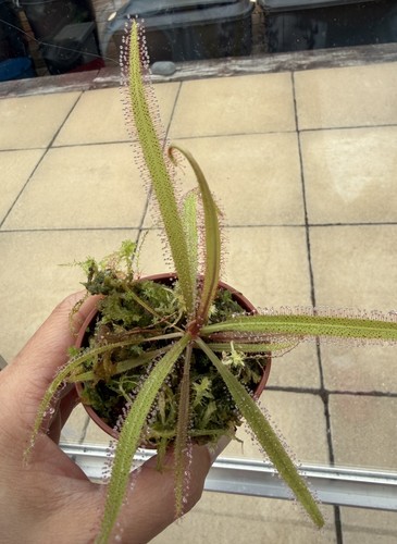 Drosera adelae carnivorous - drosera,