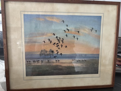 Peter scott print white fronts - peter,