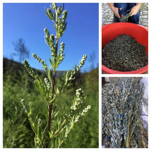 100 mugwort 75g - mugwort, new