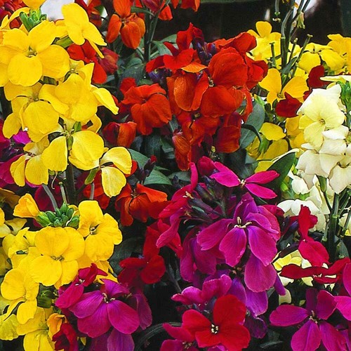 700 erysimum cheiri english - 700,
