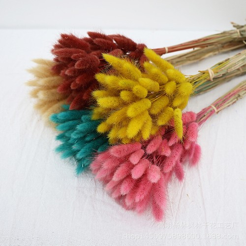 Heads salvia grass bunny - heads,