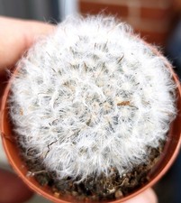 Mammillaria Bocasana (Powder