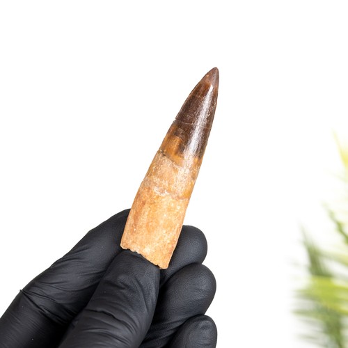 Spinosaurus dinosaur tooth - spinosaurus,