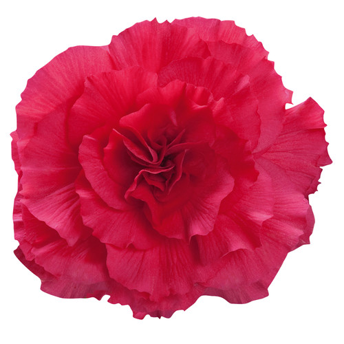 Begonia nonstop deep rose - begonia,