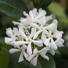 3 x Trachelospermum jasminoides - Star Jasmine - Plant in 2 L Pot