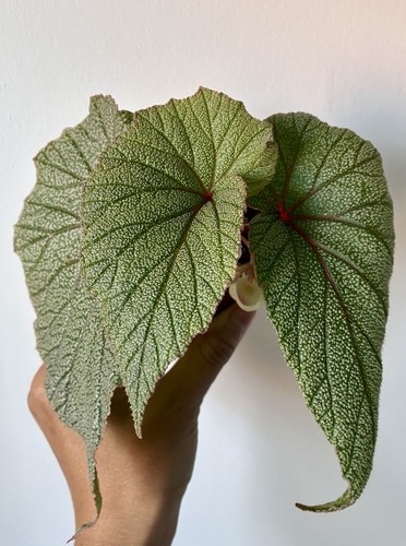 Indoor houseplant begonia - houseplant,