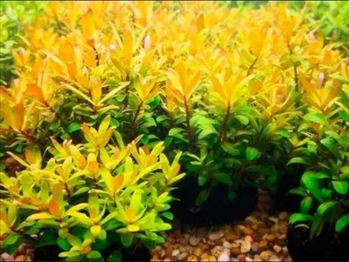 Nesaea pedicellata golden live - pedicellata,