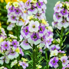 Erysimum winter charme