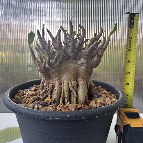 Rare adenium thai socotranum - thai,