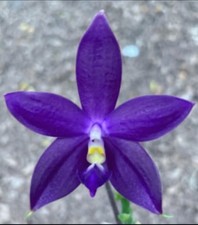 FRAGRANT  Phalaenopsis KS Samera ‘Shooting Star’ x violacea ‘Thick’, 