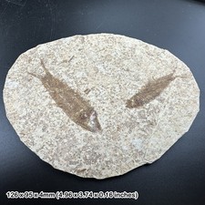 Knightia alta fish fossil in matrix, usa, eocene, uk seller