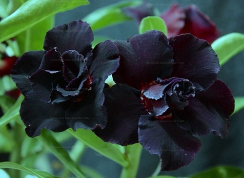 Black war desert - black, adenium