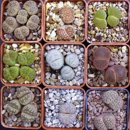 Lithops mixture seeds - lithops,