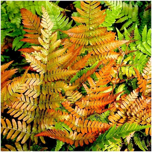 Dryopteris copper shield - copper,
